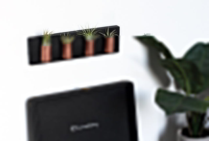 DIY Air Plant Wall Art