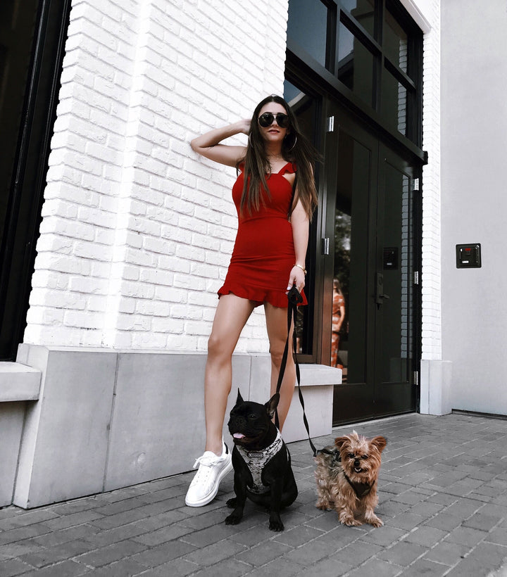 Top 5 Dog Friendly Spots in San Diego