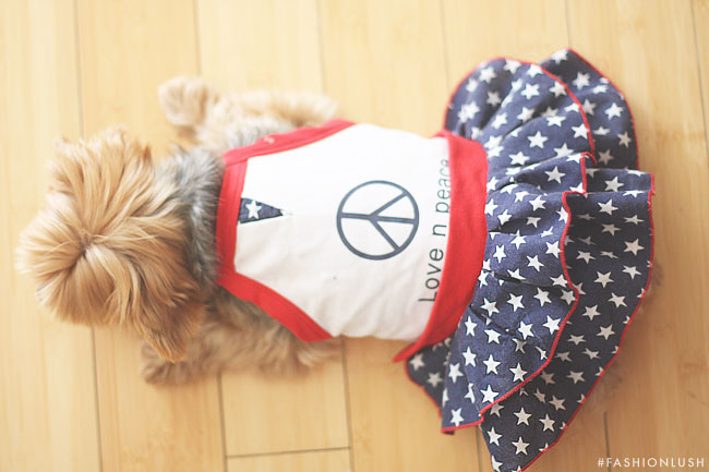 fashionlush, fourth of july dog dress, cute yorkie