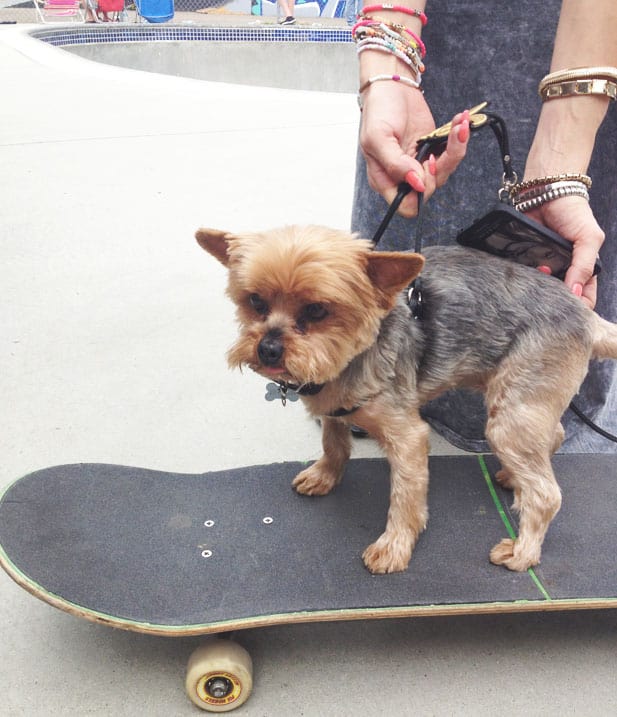 skateboarding dog
