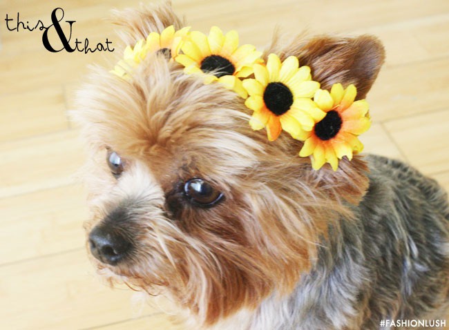 doggy flower crowns