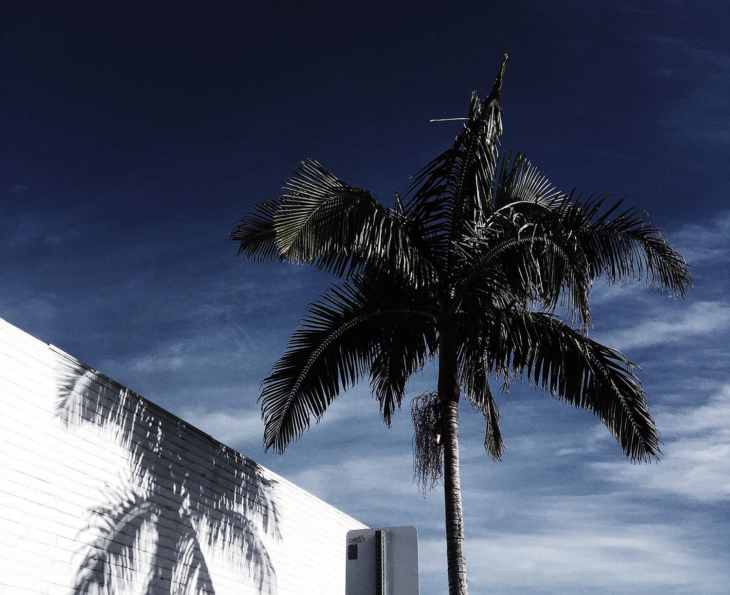 fashionlush, palm tree, north park