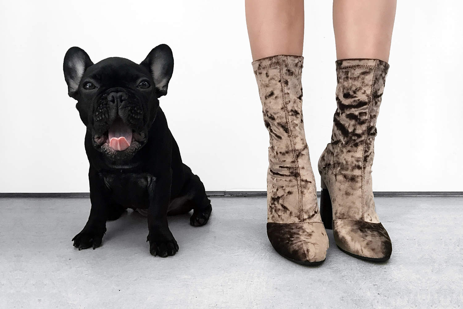 fashionlush, crushed velvet boots, french bulldog 